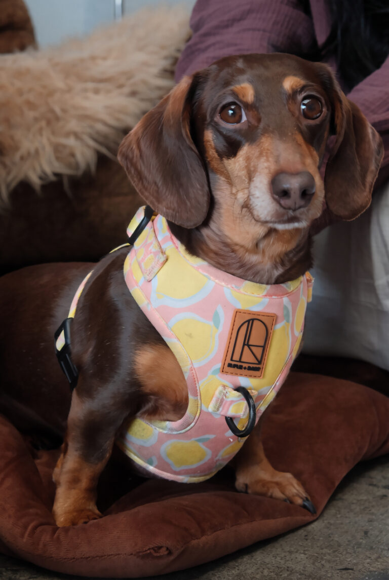 Percy being adorable